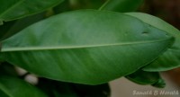 Ardisia willisii Mez